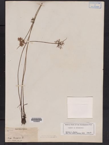 Cyperus