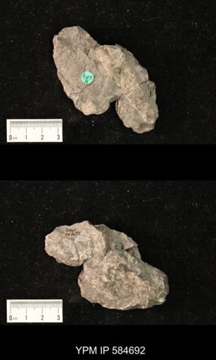 Dawsonoceras prianus