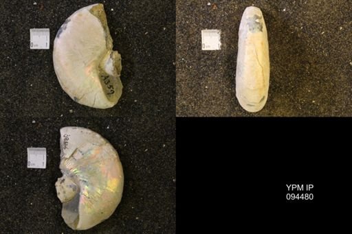 Hoploscaphites nicolletii