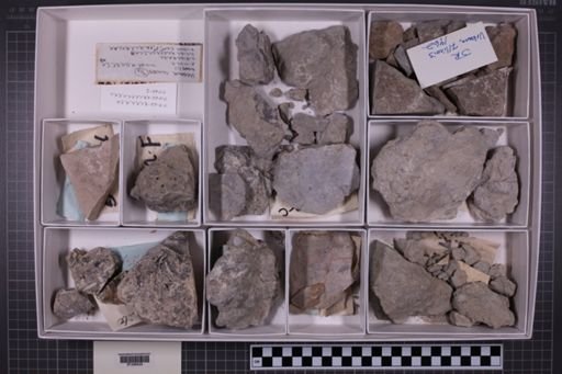 mixed taxa, stratigraphic collection