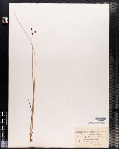 Fimbristylis castanea