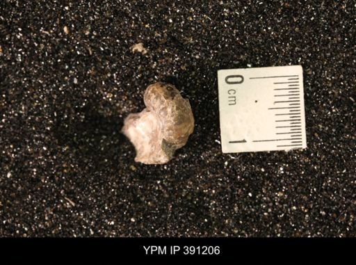 Scaphitidae