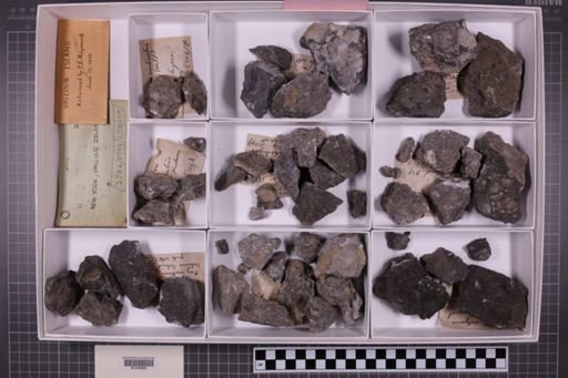 mixed taxa, stratigraphic collection