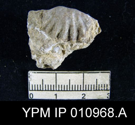 Meekella irregularis texana