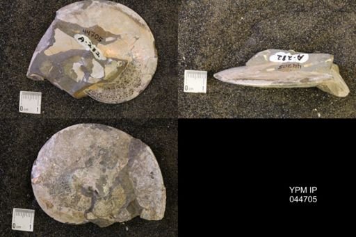 Sphenodiscus lenticularis