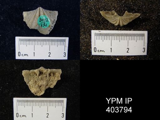 Macropleura macropleura