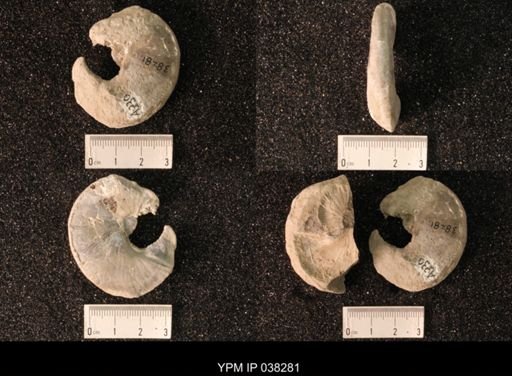 Hoploscaphites nicolletii