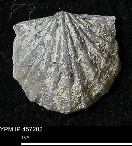 Stropheodonta erratica solidicosta