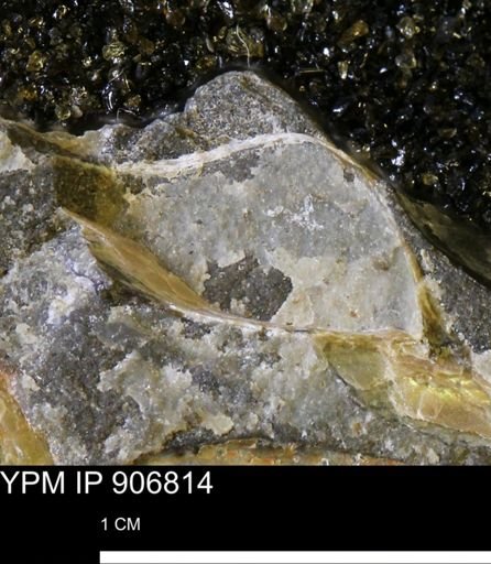 Pseudoptera sp.