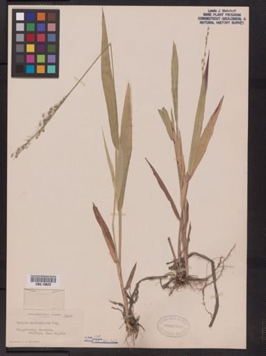 Panicum xanthophysum
