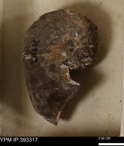 Scaphites sp.