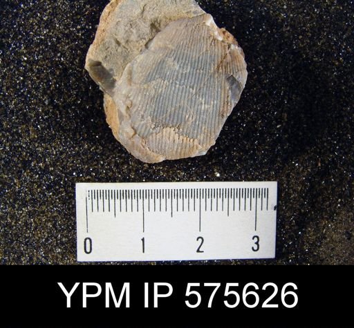 Linoproductus sp.