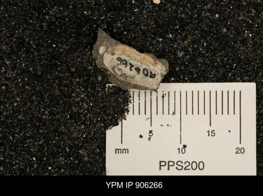 undet. Nuculanidae
