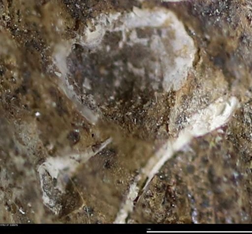 undet. Bivalvia