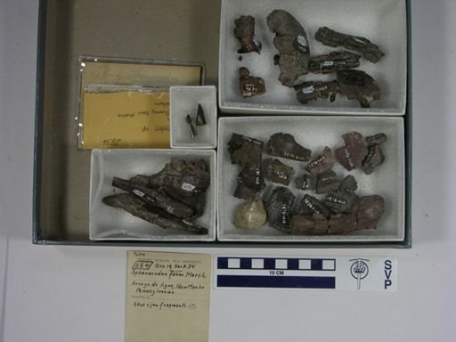 Sphenacodon ferox