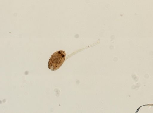 Digenea