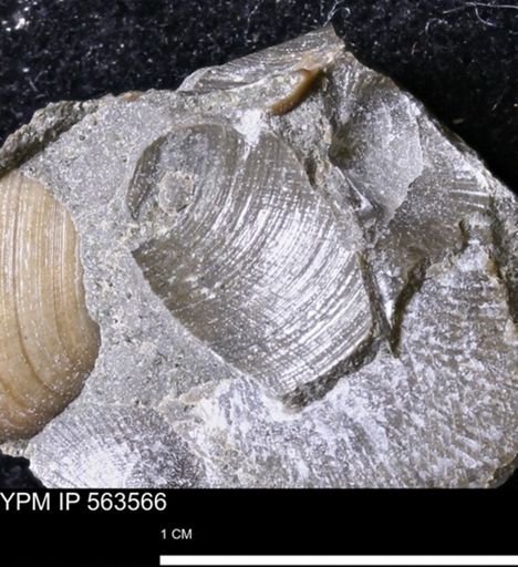 Limopsis striatopunctatus