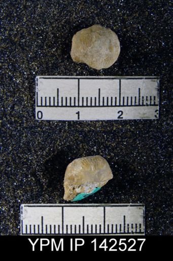 Chonetella nasuta