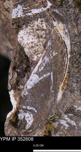 undet. Bivalvia