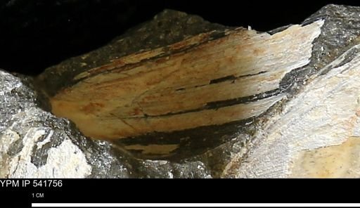 Limopsis striatopunctatus