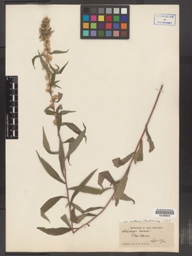 Solidago caesia