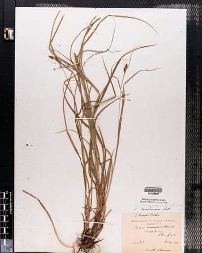 Carex caroliniana
