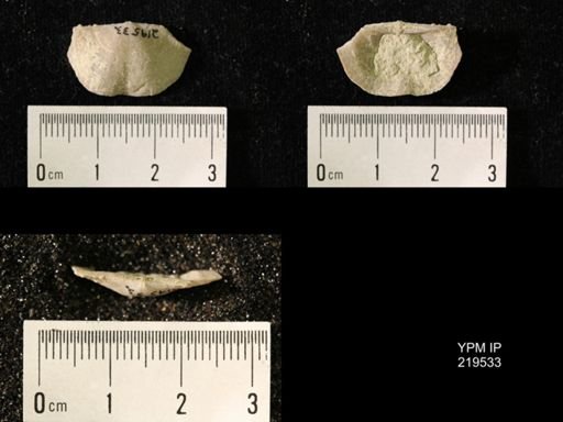 Chonetes granulifer