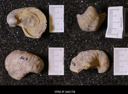 Gryphaea sp.