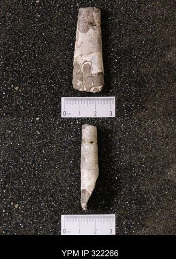 Baculites gregoryensis