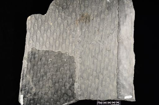 Lepidodendron sp.