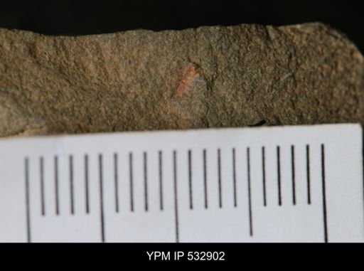 undet. Trilobita