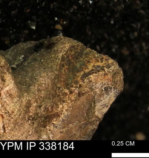 undet. Ammonoidea