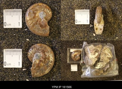 Hoploscaphites nicolletii