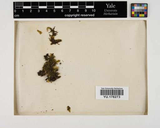 Plantae