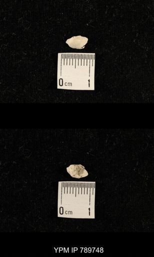 undet. Brachiopoda