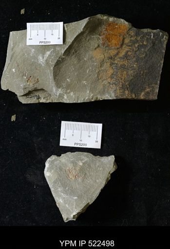 Chauvelicystis sp.