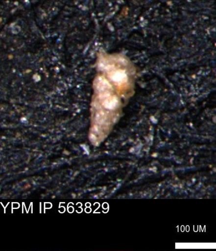 Verneuilinoides kansasensis