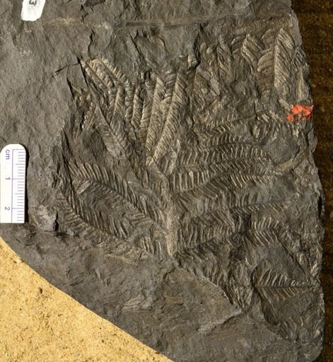 Pecopteris sp.