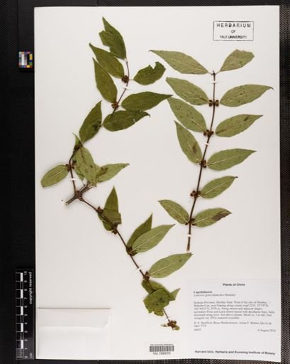Plantae