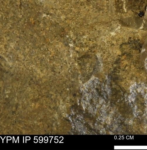 undet. Mollusca