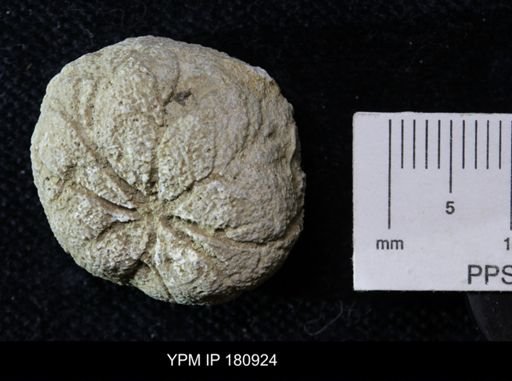 Enaulofungia sp.