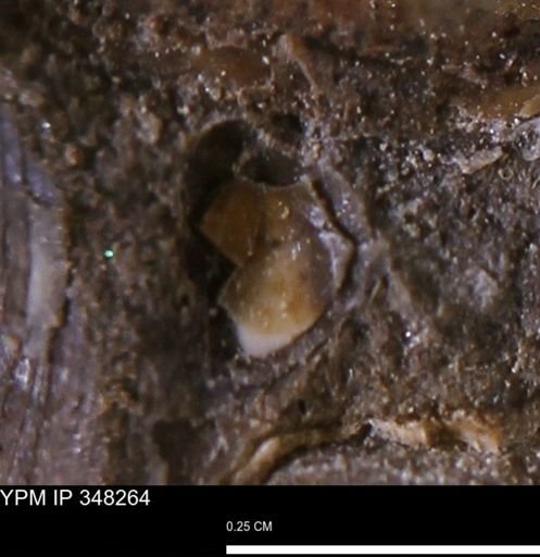 undet. Mollusca