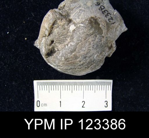 undet. Athyridida