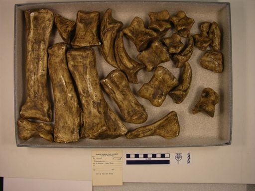 Plateosaurus sp.