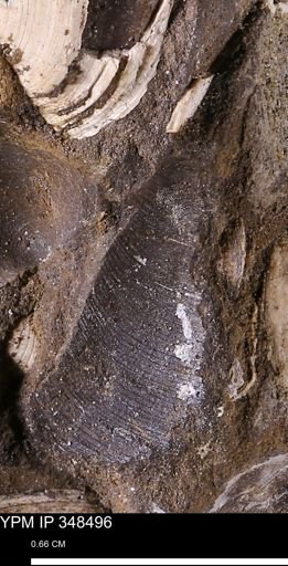 undet. Bivalvia