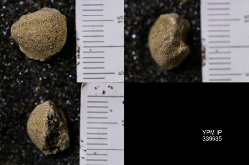 Cardium whitei