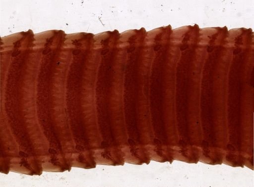 Thysanosoma actinoides