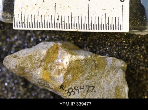 taxon undetermined