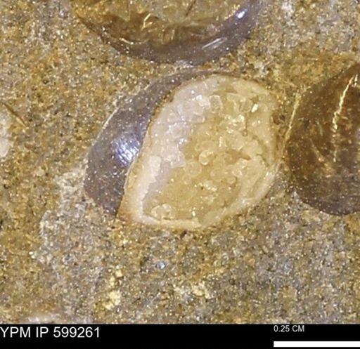 Protocardia subquadrata