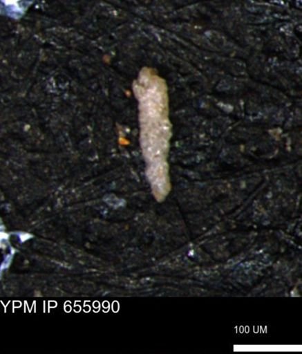 Verneuilinoides kansasensis
